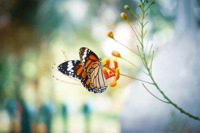 „Na skrzydłach motyla”: wyjątkowa książka na małe i duże smutki